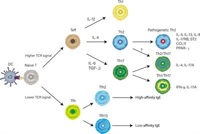 Distinct spatial and temporal roles for Th1, Th2, and Th17 cells in asthma